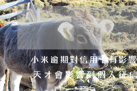 小米逾期對信用卡有影響嗎(小米金融逾期幾天才會影響到個人征信)
