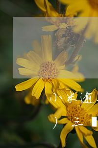小米逾期幾次不能貸款(小米貸款連續(xù)三個月逾期一天會上征信嗎)