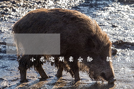 小米逾期要全部還款(小米逾期要全部還款)