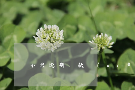 小米逾期還款協(xié)商