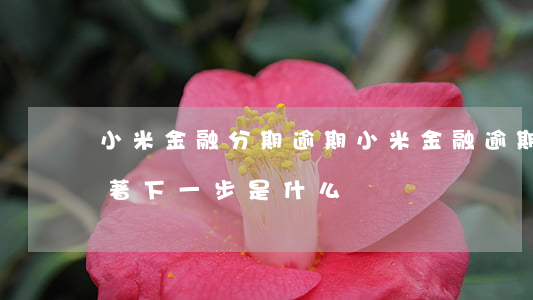 小米金融分期逾期(小米金融逾期三個月后接著下一步是什么)