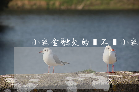 小米金融欠的錢不還(小米金融欠的錢不還)