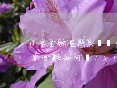 小米金融逾期怎樣協(xié)商還款-小米金融如何協(xié)商還款