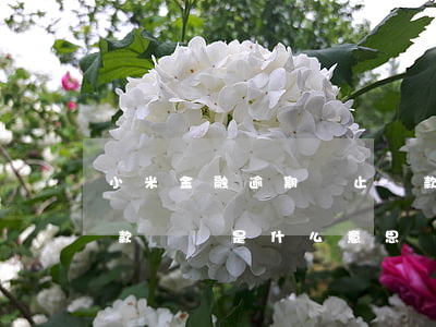 小米金融逾期終止還款(小米金融逾期終止還款計劃是什么意思)