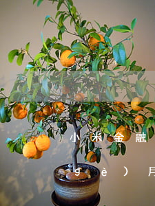 小米金融逾期還款后果(小米金融逾期一個(gè)月了會(huì)有什么后果?)