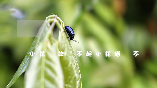 小花貸款還不起(小花借貸不還會怎樣)