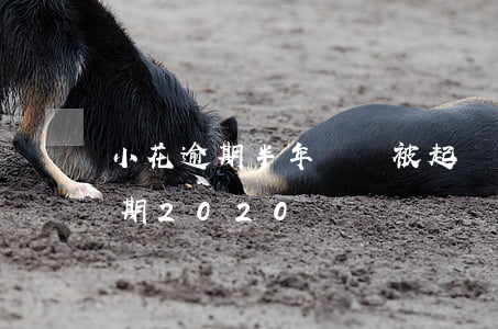 小花逾期半年說會被起訴是真的嗎-小花逾期2020