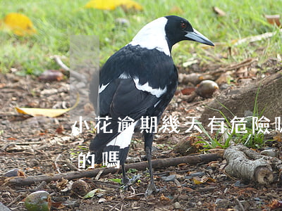 小花逾期幾天有危險嗎-小花逾期起訴是真的嗎