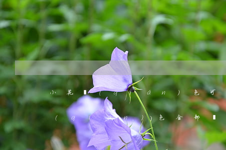 小花錢(qián)包可以只還本金(小花錢(qián)包全部還完可以立馬借嗎)
