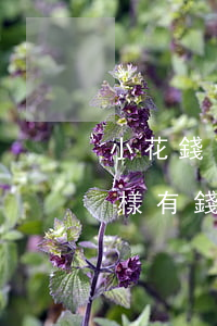 小花錢(qián)逾期會(huì)怎么樣(有錢(qián)花逾期了會(huì)怎么樣)