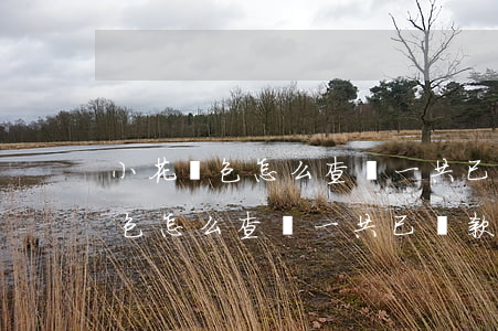 小花錢包怎么查詢一共已還款金額-小花錢包怎么查詢一共已還款金額多少