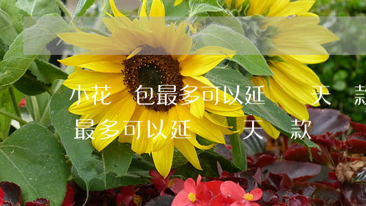 小花錢包最多可以延遲幾天還款-小花錢包最多可以延遲幾天還款嗎