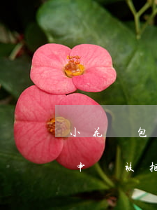 小花錢包申請被拒不需要還款吧-小花錢包申請被拒不需要還款吧怎么辦