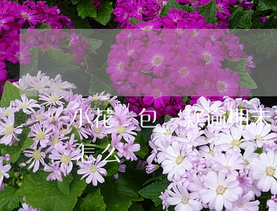 小花錢包貸款逾期未交(小花錢包貸款還不了怎么辦)