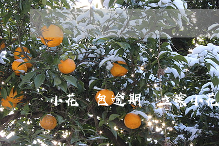 小花錢包逾期說立案(小花錢包多久起訴)