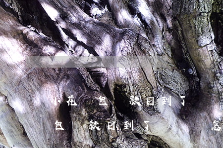 小花錢包還款日到了沒錢還怎么辦-小花錢包還款日到了沒錢還怎么辦呢