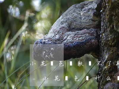 小花錢包還款選不了期數(shù)啥問題-小花錢包為什么還款不了