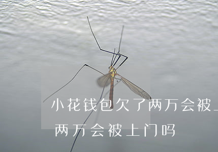 小花钱包欠了两万会被上门吗(小花钱包欠了两万会被上门吗)