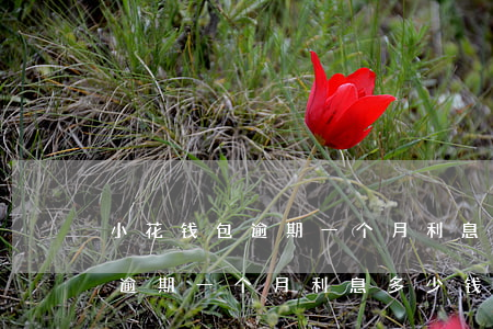 小花钱包逾期一个月利息多少钱-小花钱包逾期一个月利息多少钱啊