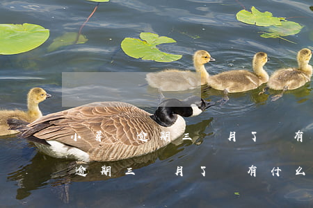 小芽貸逾期三個月了會有什么后果-小芽貸逾期三個月了會有什么后果嗎
