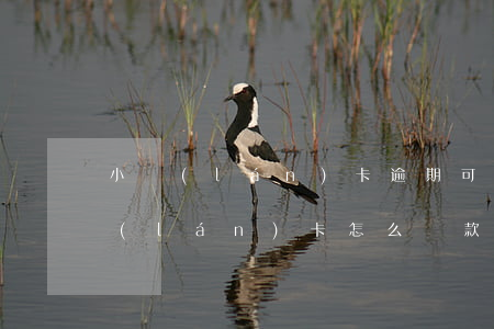 小藍(lán)卡逾期可以只還本金嘛(小藍(lán)卡怎么還款)