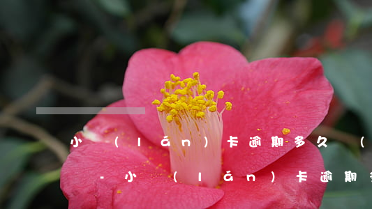小藍(lán)卡逾期多久會(huì)起訴-小藍(lán)卡逾期多久會(huì)起訴