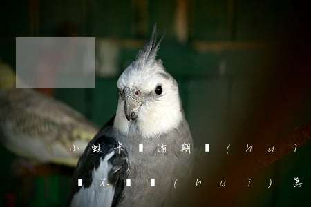 小蛙卡貸逾期會(huì)怎么樣(小蛙卡貸錢不還會(huì)怎么樣)