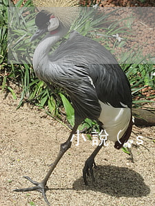 小說(shuō)   離婚