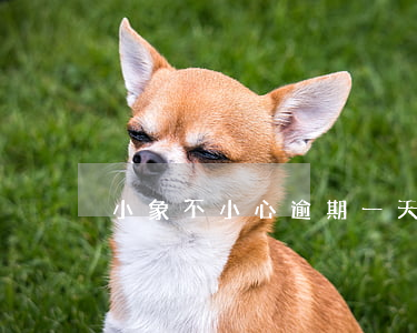 小象不小心逾期一天（小象逾期兩萬）
