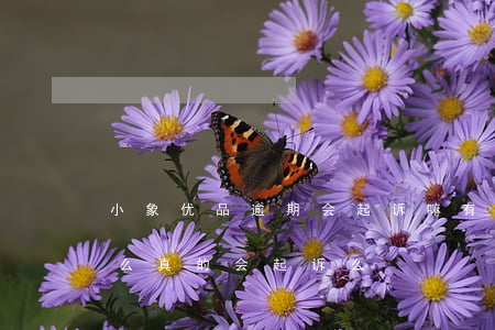小象优品逾期会起诉嘛(有被小象优品起诉的么真的会起诉么)
