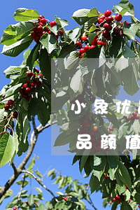 小象优品颜值卡逾期一天费用高吗-小象优品颜值卡逾期一天费用高吗
