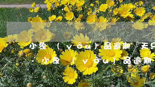 小象優(yōu)品逾期兩天只有短信提醒-小象優(yōu)品逾期兩天只有短信提醒怎么辦