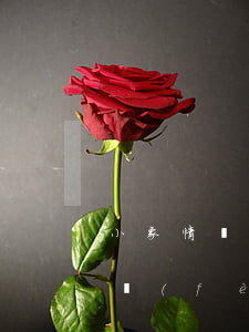 小象情侶卡逾期一天還款(小象情侶卡超額消費(fèi))