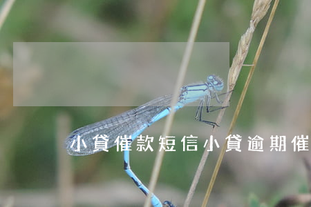 小貸催款短信（小貸逾期催收短信截圖）