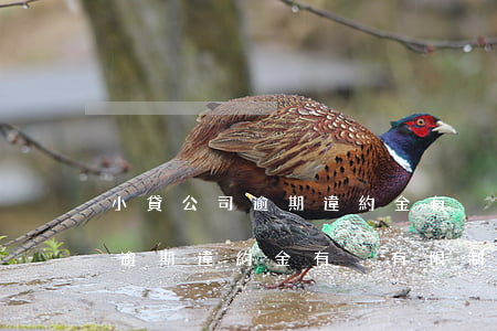 小貸公司逾期違約金有沒有限制-小貸公司逾期違約金有沒有限制呢