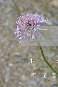 小貸怎么才能只還本金(小貸本金還了,利息還不起怎么辦)