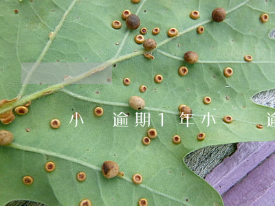 小貸逾期1年 小額貸逾期一年會怎樣