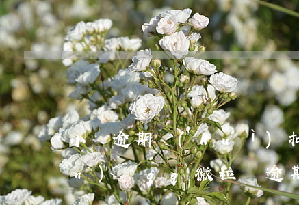 小貸逾期會(huì)扣微信的錢(qián)嗎(qq微粒貸逾期了,會(huì)從微信扣錢(qián)還款嗎?)
