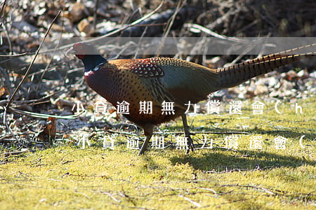 小貸逾期無力償還會(huì)影響子女嗎(小貸逾期無力償還會(huì)影響子女嗎)