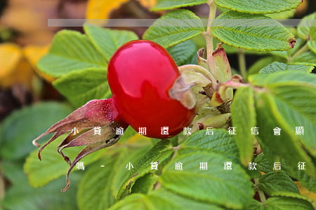 小貸逾期還款后征信會顯示結(jié)清嗎-小貸逾期還款后征信會顯示結(jié)清嗎