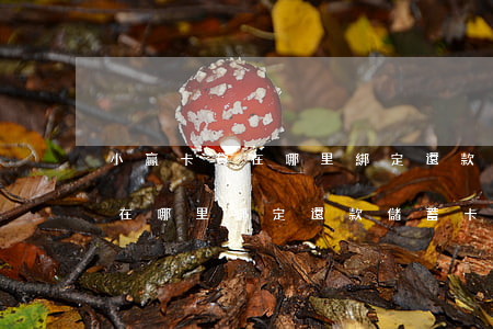 小贏卡貸在哪里綁定還款儲蓄卡-小贏卡貸在哪里綁定還款儲蓄卡呢