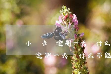 小贏卡貸逾期一天為什么不能還款-小贏卡貸逾期一天為什么不能還款了