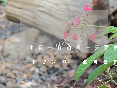 小贏卡貸逾期一天要求全額還款怎么辦(小贏卡貸逾期一個月會讓你全額還款嗎)
