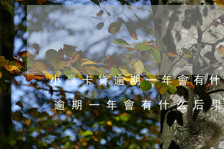 小贏卡貸逾期一年會有什么后果-小贏卡貸逾期一年會有什么后果嗎
