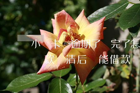 小贏卡貸逾期了還完了怎么辦(小贏卡貸逾期還款結清后還能借款嗎?)