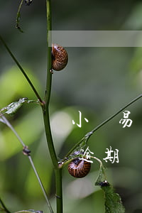 小贏易貸逾期一天就一直打電話-小贏易貸逾期幾天給打電話