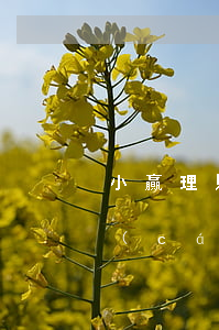 小贏理財(cái)還信用卡利息(小贏理財(cái)和小贏卡貸一樣嗎)
