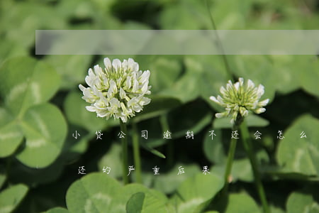小贷公司逾期不还会怎么样，小贷公司逾期未还的严重后果
