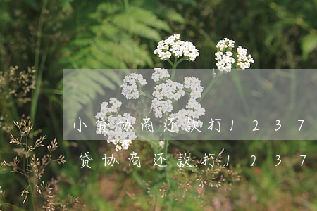小贷协商还款打12378投诉可以吗-小贷协商还款打12378投诉可以吗有用吗