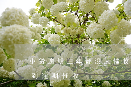 小贷逾期三年都没人催收(房贷逾期3年未收到逾期催收)